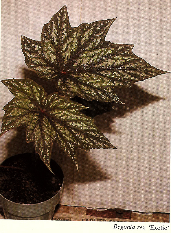 B. ‘Exotic’